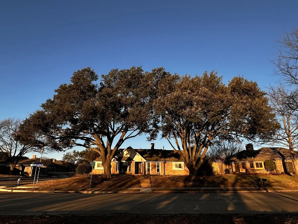 Established residential canopy tree shading a home in Cedar Grove